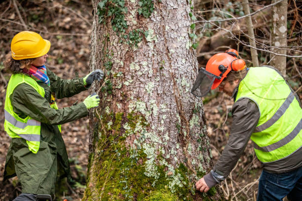 Best Tree Disease Treatment  in Borger, TX