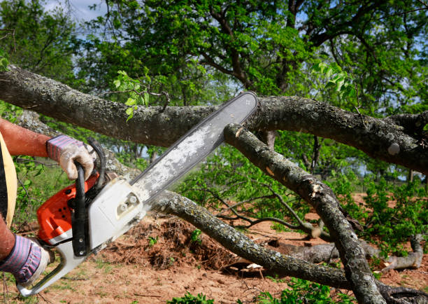  Borger, TX Tree Care Pros