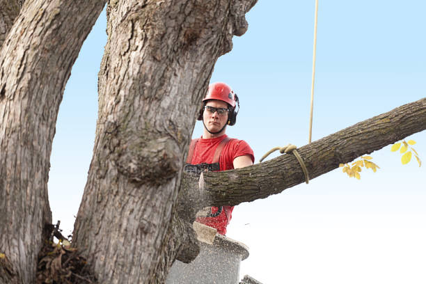 Best Emergency Tree Removal  in Borger, TX